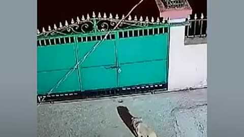 Shocking: Viral Video: Leopard Jumps Over Gate Of House, Takes Away Pet Dog
