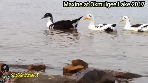 Maxine barking at the ducks at Okmulgee Lake in Oklahoma - Muscogee Nation -