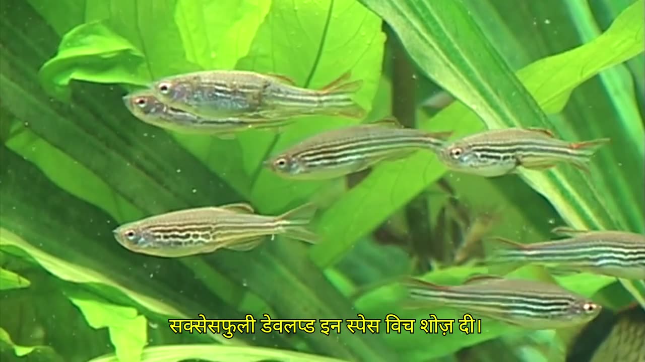 They don't die there either; they live there too