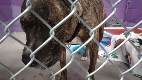 Bolo 8y Pet Id 949922 kennel 18 HSSAZ shelter made stronger connection Tasty food helped20251205470