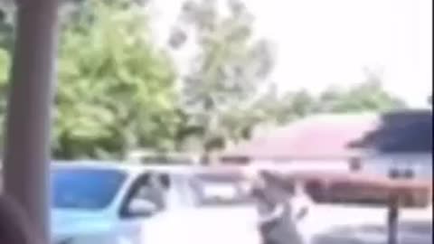 NIGGER SHOOTS FAMILY's DOG IN FRONT OF WOMEN AND KIDS BECAUSE IT BIT HIS CHILD