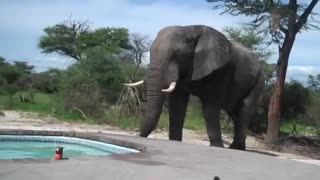 Wild Elephant Drinking Water