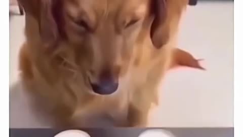 funniest dog compilation laugh till you cry! 🐶😂
