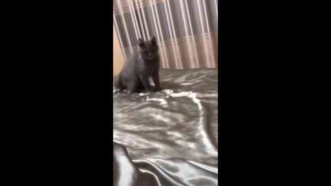 Funny animals 2