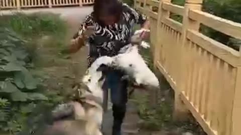 Funny animal video 🐕🐕