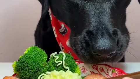 Dog Eating FUNNY