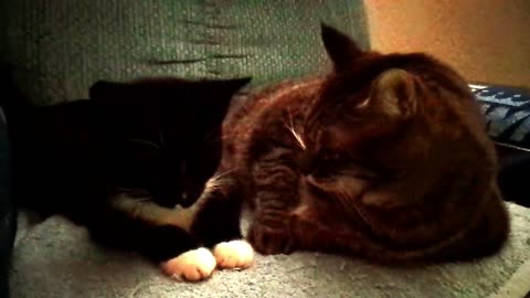 MICKMOvidX or MICKMO'S BOOK OF LIFE VID 37 [LITTLE LUCY & BIGGER TIGGER!] 🐈 #MickmoKatKlub 😺💗