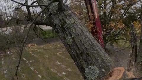 Precision in the Sky! Setting the Strap & Dropping an Oak Limb Like a Pro