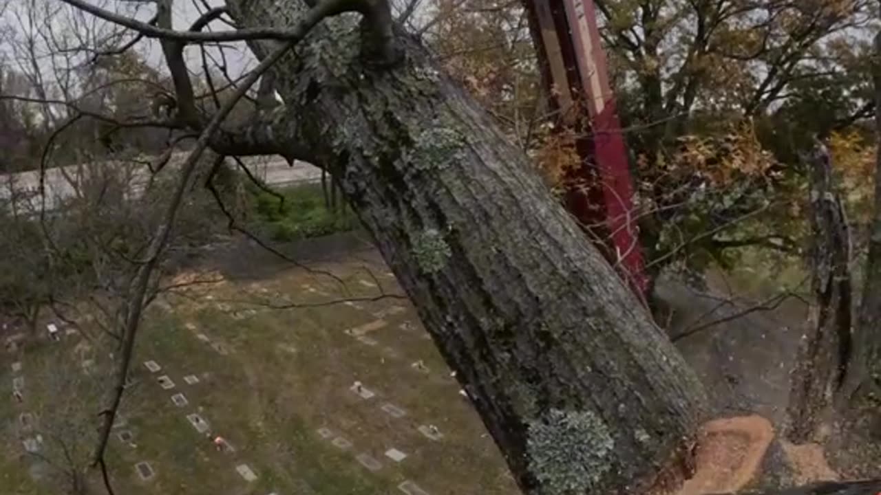 Precision in the Sky! Setting the Strap & Dropping an Oak Limb Like a Pro