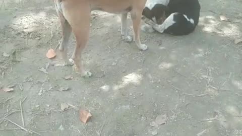 I saw many dogs