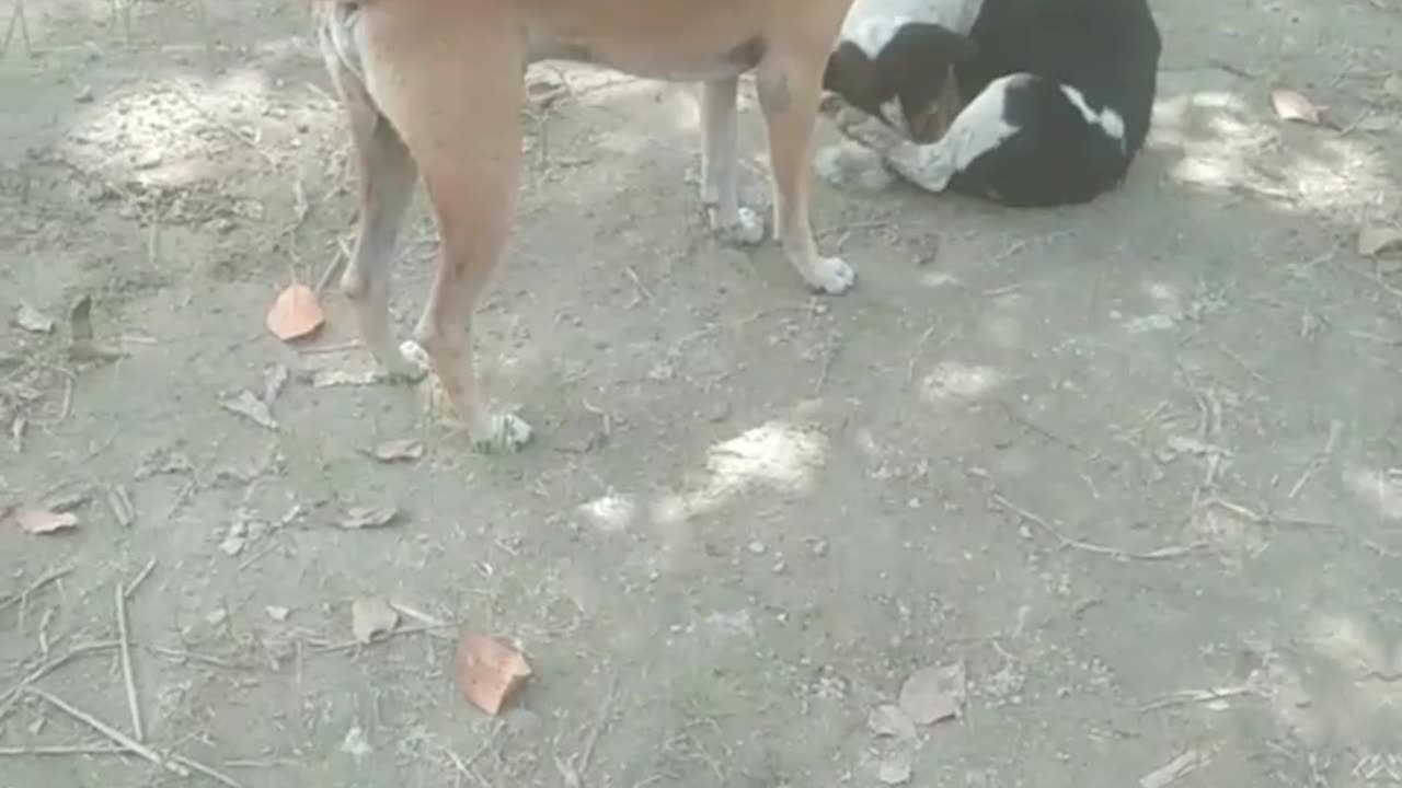 I saw many dogs