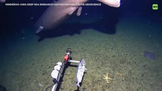 Graban por primera vez a este tiburón gigante en aguas antárticas