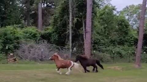 Mini Horse ZOOMIES!