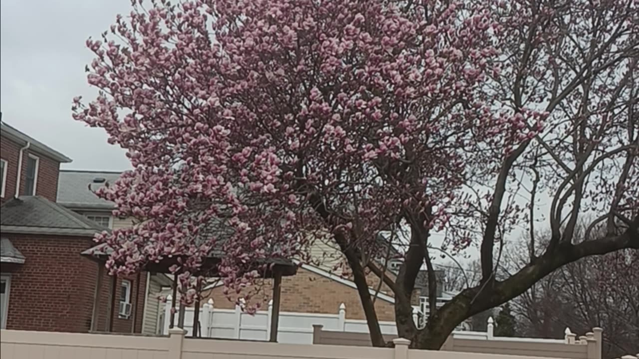 Cherry blossom