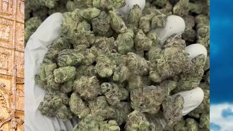 Pablos Revenge THCa Flower | Hybrid | Diesel Mint Berry | Deep Calm & Appetite Boost | Bulk #thca