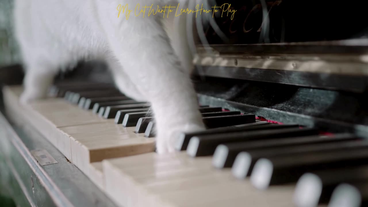 Cat Playing Music