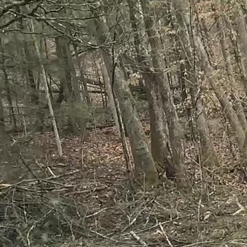 Off-Roading Adventure Deep in the Muddy Woods 2c #jeep #jeepwrangler #offroad