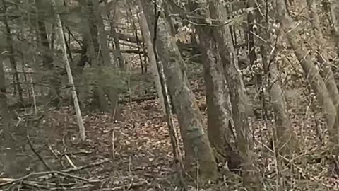 Off-Roading Adventure Deep in the Muddy Woods 2c #jeep #jeepwrangler #offroad