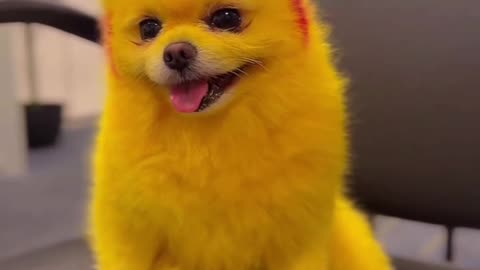 My Pokemon Dog 🐶