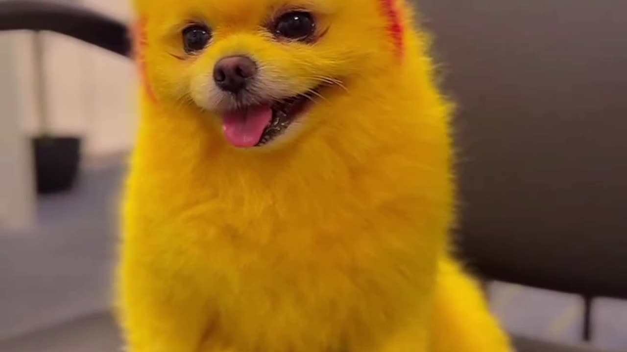 My Pokemon Dog 🐶