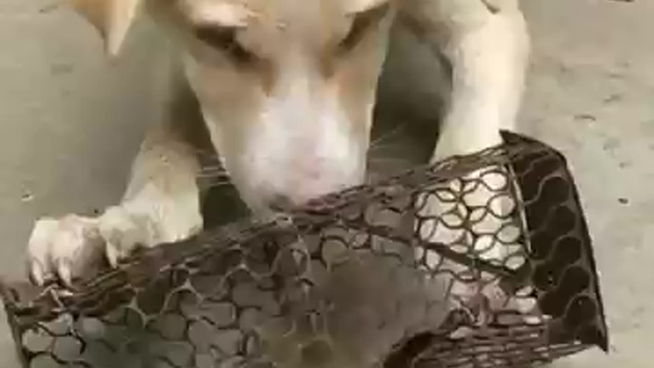dog and rait ka funny video kutte or chuhe ka funny video