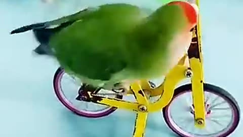 cute funny parrot bird