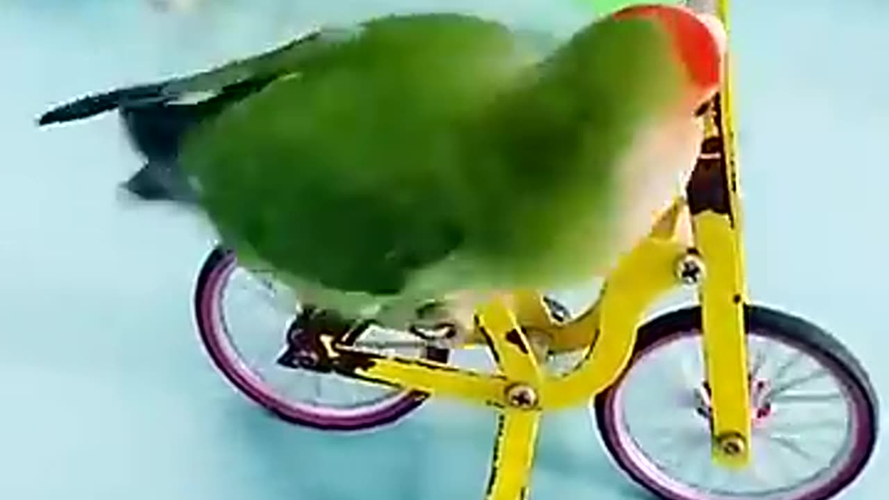 cute funny parrot bird