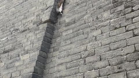 Just a cat. Nothing to see here. Back to wall-running I go 😂