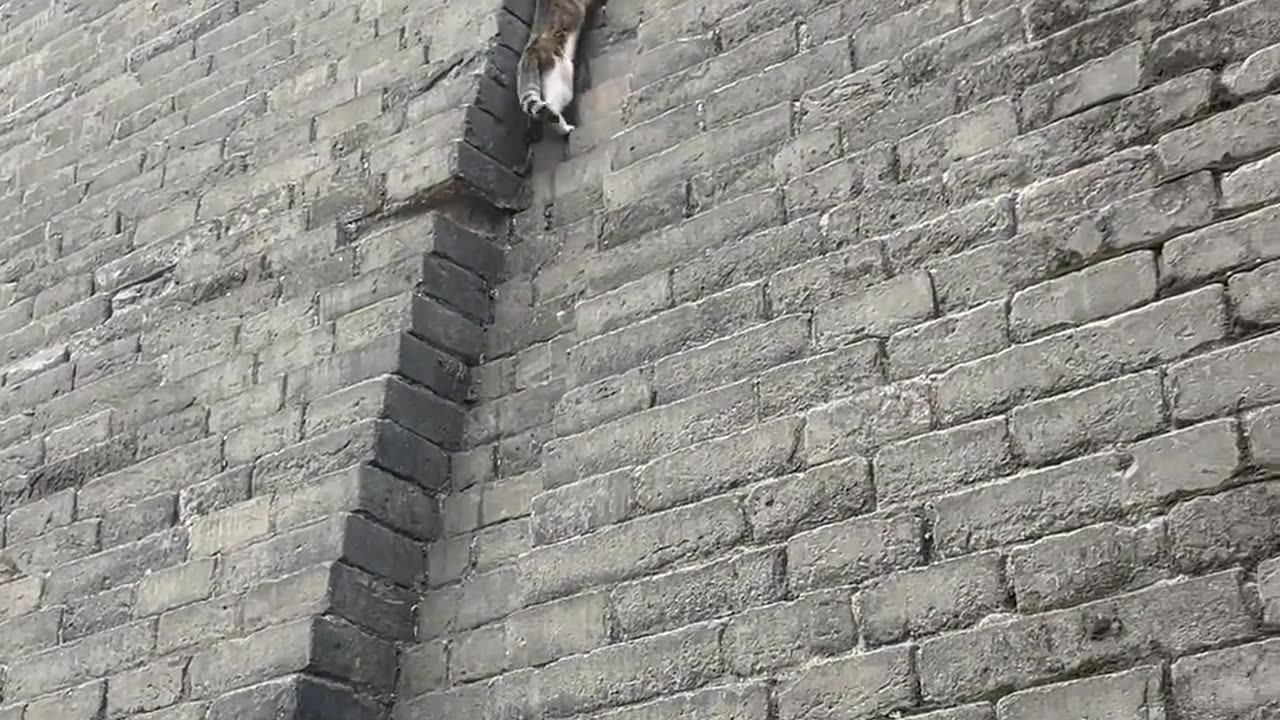 Just a cat. Nothing to see here. Back to wall-running I go 😂