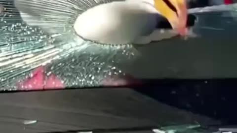 DO NOT MESS WITH BIRDS; F A F O !!! BIRDS INVENTED F A F O !!!
