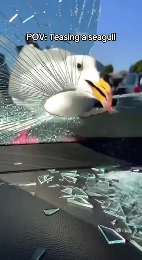 DO NOT MESS WITH BIRDS; F A F O !!! BIRDS INVENTED F A F O !!!