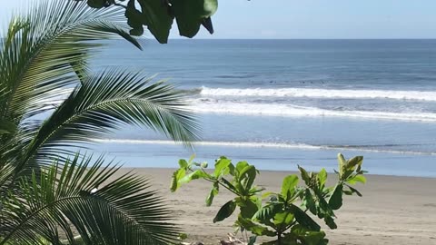 Pelicans feeding frenzy