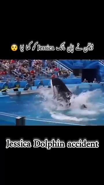 Jessica killer whale accident | Jessica