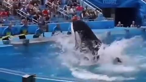 Jessica killer whale accident | Jessica