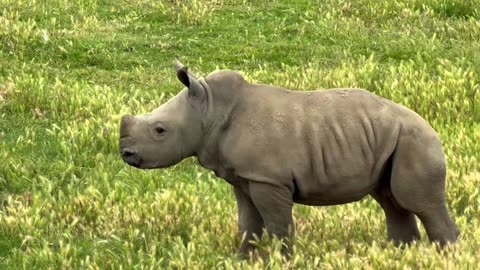 Baby RHINO | Sweet Moments with Mommy