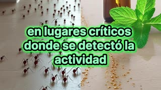 El truco casero que aleja a las hormigas al instante.