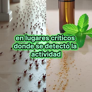 El truco casero que aleja a las hormigas al instante.