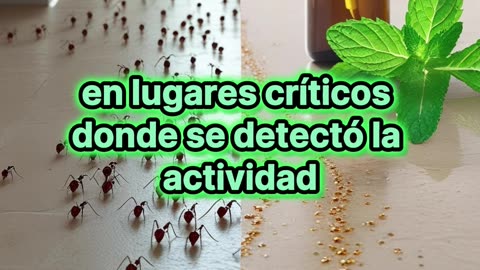 El truco casero que aleja a las hormigas al instante.