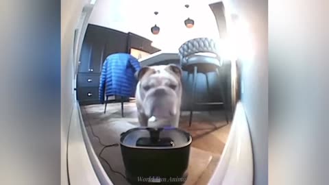 Funny Cute Animals