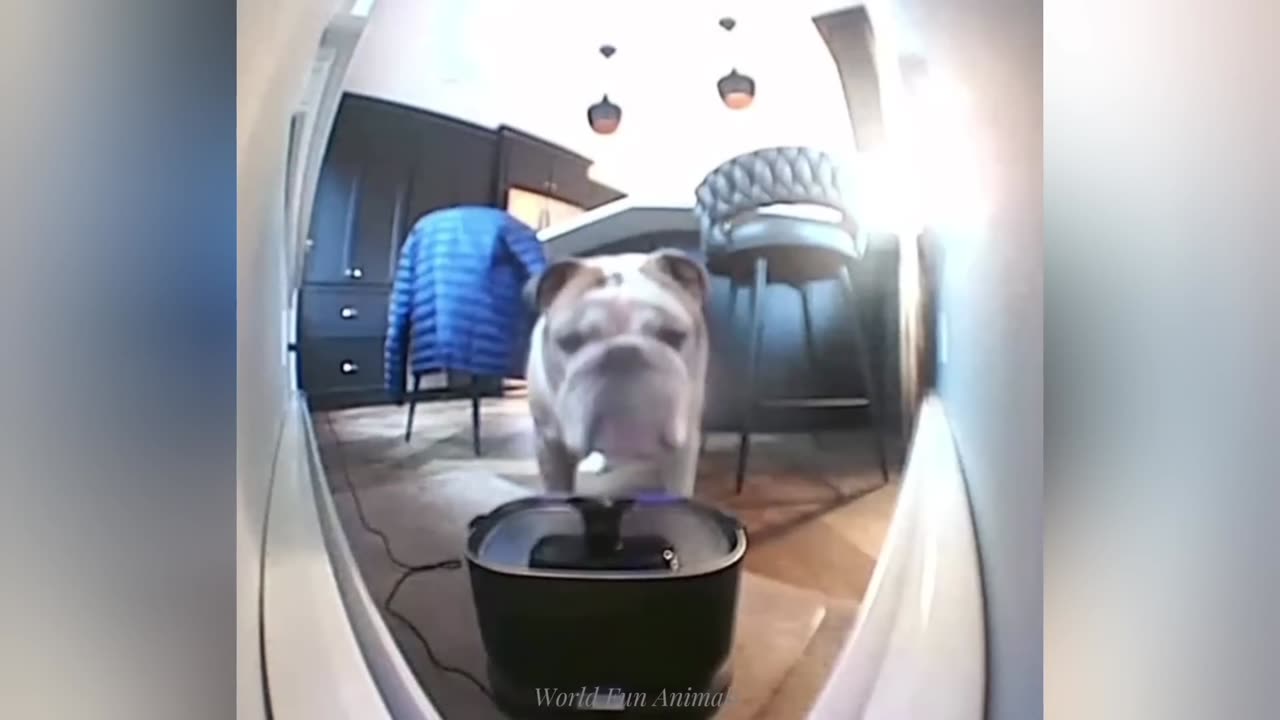 Funny Cute Animals