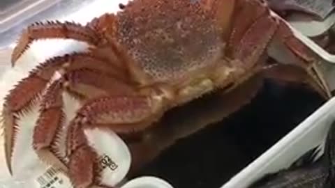 CRAB CAMES OUT FROM FOOD PACKAGING FUCK YOU YOU YELLOW RAT FUCKS