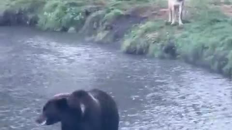 The bear, the wolf & the raven.