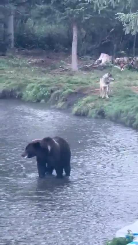 The bear, the wolf & the raven.