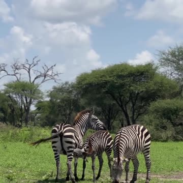 "Did You Know? Zebras’ Stripes Are Nature’s Secret Weapon!"