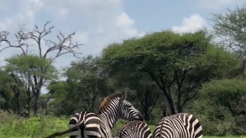 "Did You Know? Zebras’ Stripes Are Nature’s Secret Weapon!"