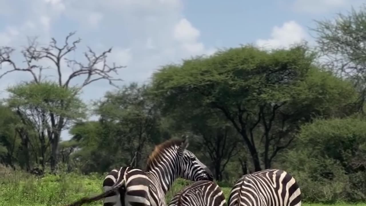 "Did You Know? Zebras’ Stripes Are Nature’s Secret Weapon!"