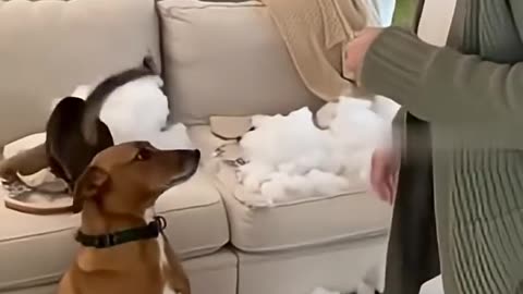 Cat Help Dog | Share #funnycats #catvideos #securitycamera