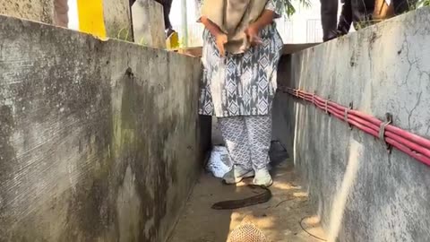 Female catch dangerous snake 🐍