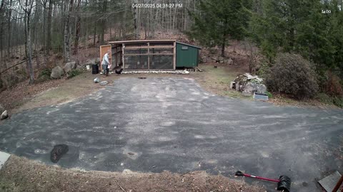 Ronnie the Rooster Attacks