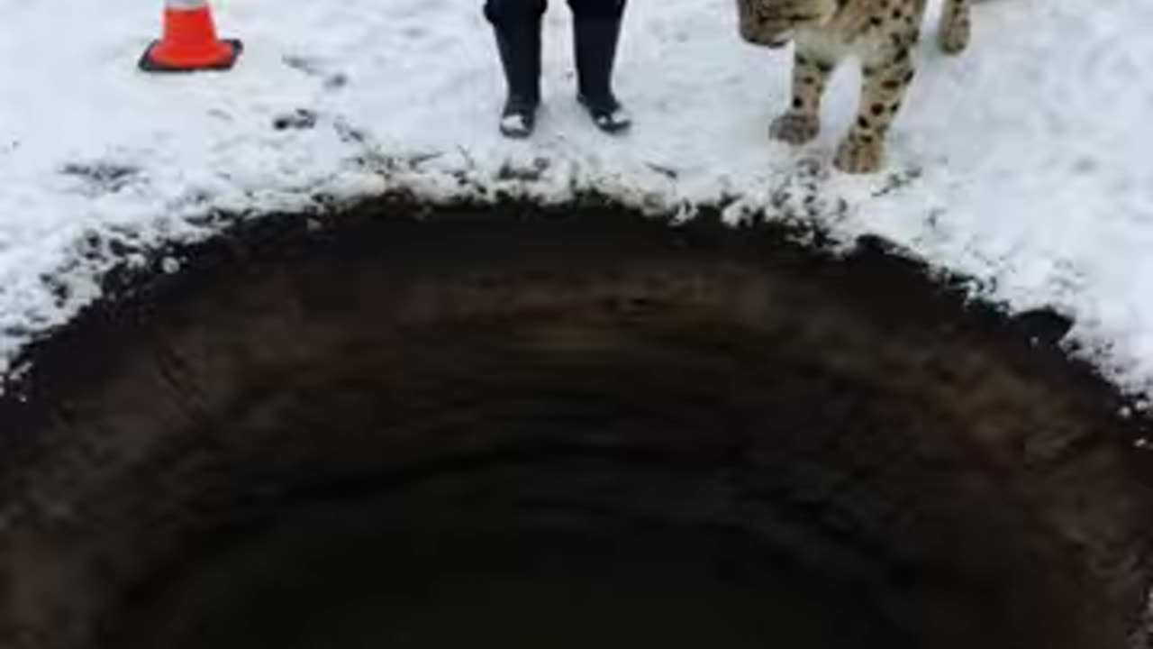 Mother Snow Leopard Saves Her Cub with the Help of an Old Guy! _animals _rescueanimals _humanity